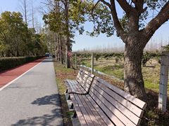 -上海长兴岛郊野公园