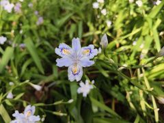 -上海滨江森林公园