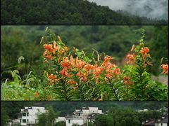 -婺源风景区