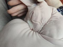 -猫小院猫主题咖啡厅(北锣店)