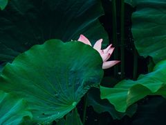 -白鹭湾湿地公园