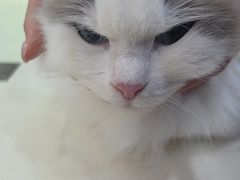-全心全意连锁动物医院·微创中心·内科急重症·心脏专科(丰管路店)