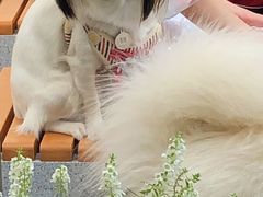 -喜茶(深圳喜荟城店)