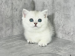 -小猫来了·猫舍(红山六九七九店)