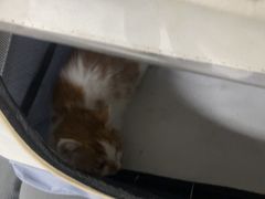 -半岛宠物医院24小时(白果林店)