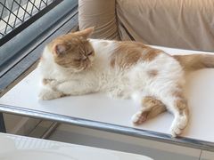 -怪兽屋·羊驼·猫咖·狗咖(俊华广场店)