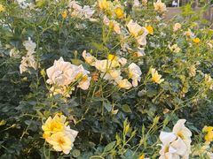 -人民公园(罗湖区)