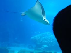 -珠海长隆海洋王国
