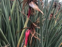 -怀托摩萤火虫洞