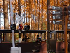 -黄海国家森林公园