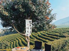 -白茶原·一片叶子