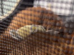 -瑞鹏瑞爱宠物医院·全科·猫科·血液透析中心(龙头寺店)