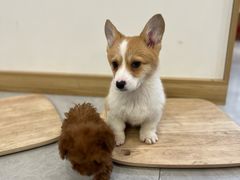 -柴犬小屋·柴餐厅·狗咖食堂(金鼎广场店)