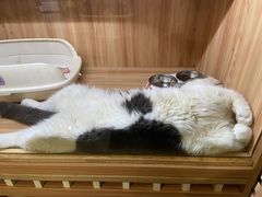 -钦宠·猫咪售卖·洗护·寄养(东圃旗舰店)