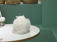 -怪兽屋·羊驼·猫咖·狗咖(俊华广场店)