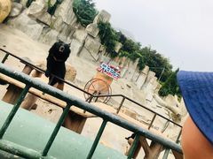 -东方熊牧场