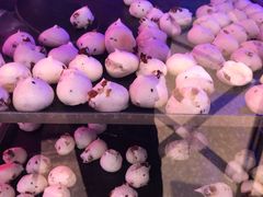 鲜乳提子麻薯-墨茉点心局(国金街店)