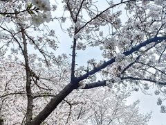 -武汉大学-樱园
