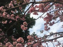 -天适樱花悠乐园