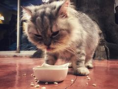 -猫猫幼稚园·撸猫·桌游·电玩