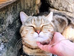 -喵屿·大理花园猫咖