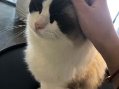 -喵屿·大理花园猫咖