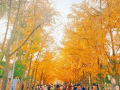 -三里屯东五街银杏大道