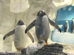 游乐设施-华夏文旅海洋公园