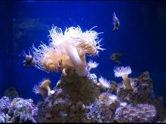 -悉尼海洋生物水族馆