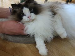 -滚猫咖啡·猫咖·猫友好撸猫(未来城店)