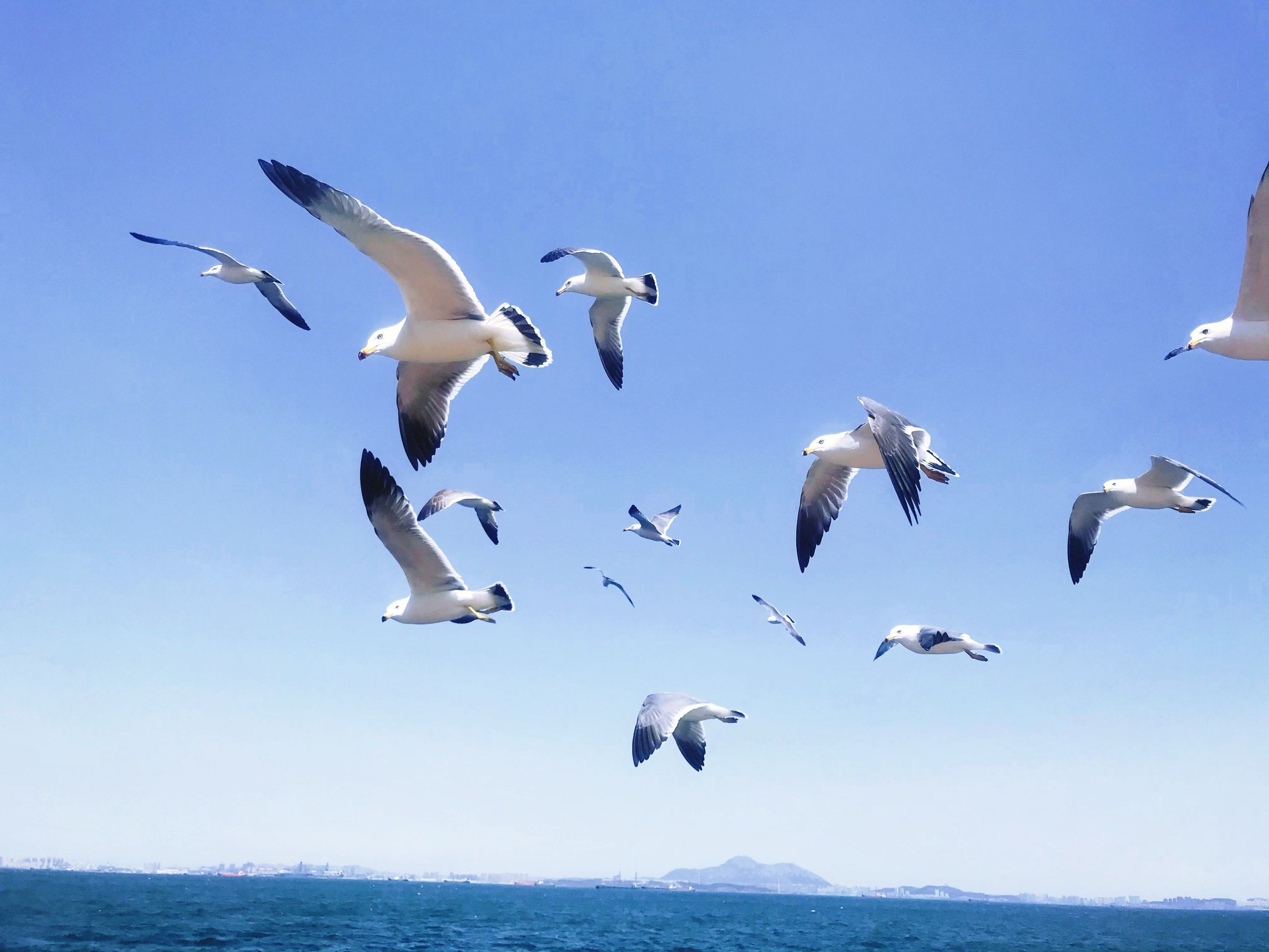 海鸥与天空,我与远方