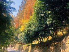 -莫干山风景区
