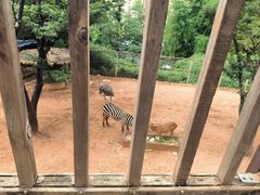 -昆明动物园