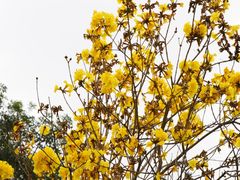 -观澜湖生态运动公社