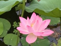 -荔湾湖公园