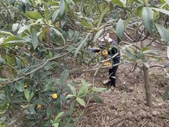 -塘栖枇杷特色园区