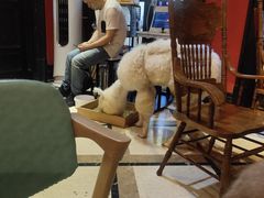 大堂-猫色咖啡·猫咖