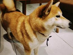 -柴务处·柴犬主题狗咖