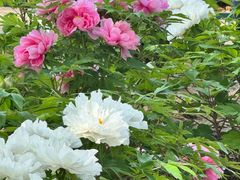 -洛阳市隋唐城遗址植物园