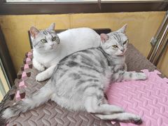 -宠爱国际动物医院·消化内科·心肾内科·ISFM猫友好(望京店)