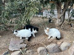 -崂山九水游览区