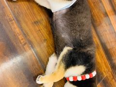 -豆柴町-柴犬主题狗咖(红鼎国际C座店)