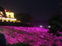 -大塘金香草谷