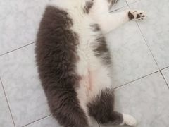 -御宝贝·A梦猫科宠物医院(国际猫友好医院)