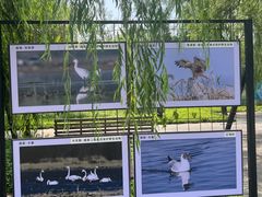 -野鸭湖国家湿地公园