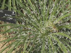 -深圳仙湖植物园