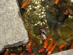 -邈墨茶馆(凤起路店)