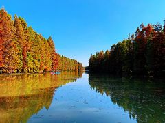 -上海海湾国家森林公园