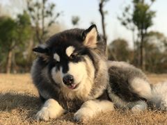 -顾村公园3号门停车场