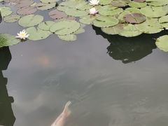 -西湖外事游船(花港观鱼码头)